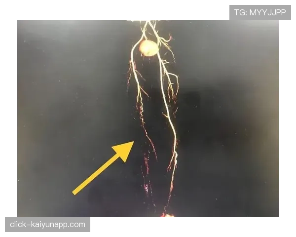 太阳威廉姆斯脚部应力反应 两至三周后重新评估